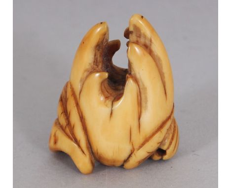 A GOOD QUALITY EDO/MEIJI PERIOD IVORY BUDDHA'S HAND NETSUKE, carved in the form of a finger citron, 1.1in wide at widest poin