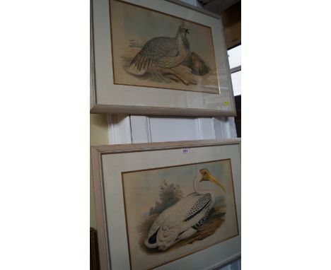 After J Gould, 'Tantalus Leucocephalus'; 'Ithaginis Cruentus', a pair of coloured lithographs of birds, 34.5 x 52cm. 