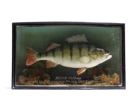 Taxidermy. A George VI preserved perch by J. Cooper &amp; Sons, the fish with painted scales and mounted in a naturalistic se