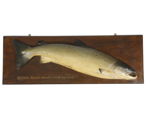 A painted plaster half-block model of an Atlantic salmon, mounted on a mahogany plaque and inscribed in gilt 'ATLANTIC SALMON