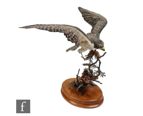 A Royal Worcester Ornamental Studio peregrine falcon modelled by David Fryer, the bird landing from flight onto a pine cone b