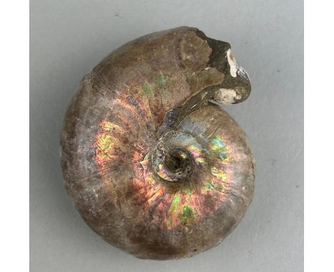 AN OPALISED AMMONITE WITH GASTROPOD SNAIL.4.5cm x 4cmAmmonite From the Majunga Basin, Madagascar. Gastropod snail has washed 