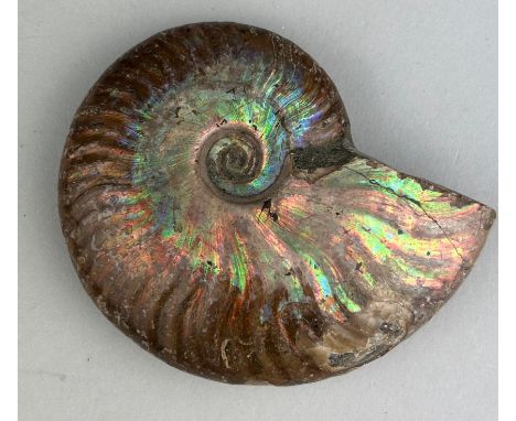 AN OPALISED CLEONICERAS AMMONITE FOSSIL,9cm x 7cm Ammonite From the Majunga Basin, Madagascar. Natural shell displaying strik