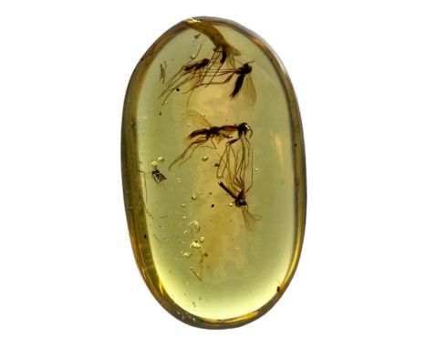 A MOSQUITO SWARM IN AMBER Mosquito swarm in dinosaur-aged Burmese amber. From the mines of Kachin, Myanmar. Cretaceous circa 