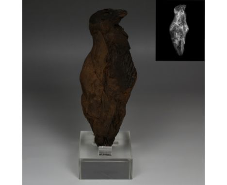 ITEM: Mummified Falcon (Kestrel, Falco Tinninculus) with X-RayMATERIAL: Bone and linenCULTURE: EgyptianPERIOD: Late Period, 6