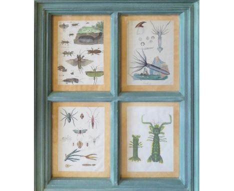 INSECTS SHELLS AND ANIMALS, hand coloured prints, displayed in verdigris sash window frames, a set of five, 65cm x 52cm each 