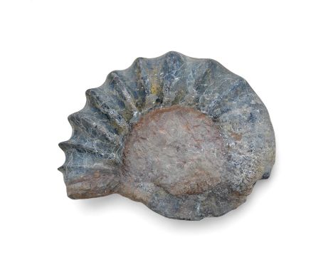 A large ammonite fossil, 40cm wide. Condition - good for age