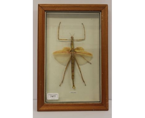 A preserved and mounted stick insect in glass case, 37cm overall.