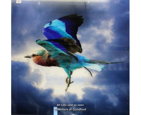 *Photograph of Lilac Breasted Roller, mounted under perspex, 91 x 90cm. (Lot subject to VAT)