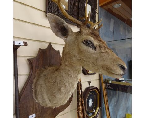 TAXIDERMY - a deer's head, on oak shield wall mount, bracket height 55cm 