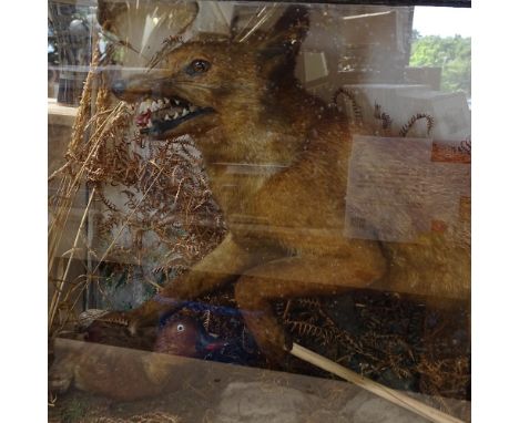 TAXIDERMY - a hunting fox with duck, in naturalistic surround, with glazed case, case length 105cm 