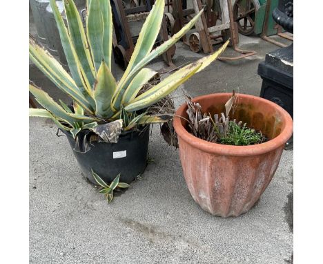 One large red terracotta planter pot and a Aloe Vera style plant in plastic planter 