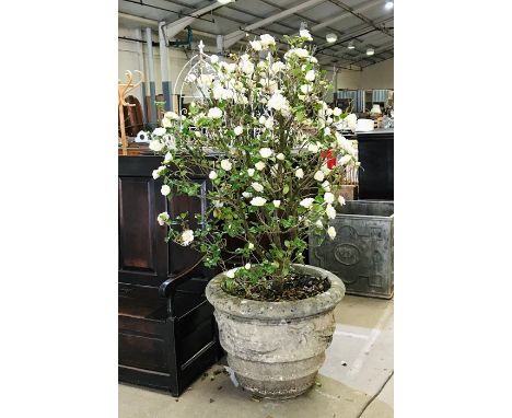 A large concrete garden pot with tree - approx. height 60cm, diameter 73cm