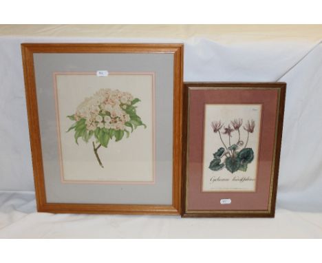 A modern polychrome botanical print, each specimen entitled in Latin within a gilt card mount and modern light wood frame, 41