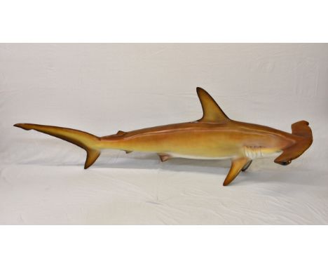 Taxidermy - A large Hammerhead Shark (Sphyrnidae) having fibreglass mounts etc, 83½in. (212cm.) long. * Purportedly caught of