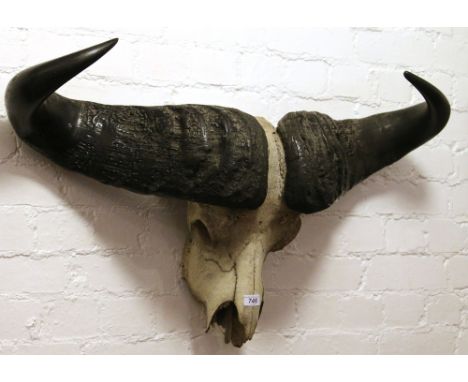 A wall mounting water buffalo skull with horns, 90cm wide.