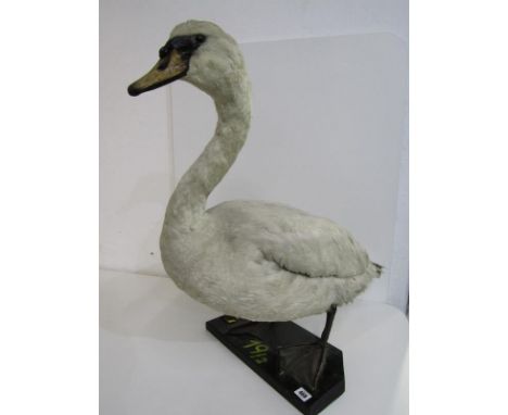 TAXIDERMY, mounted display of swan, 70cm height Lot 468: Structure/body appears sound, some small areas with minor losses & f