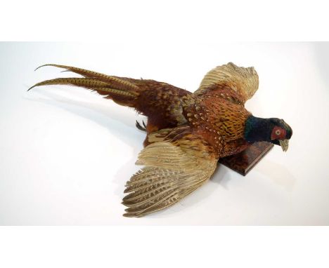 A taxidermy Ring-necked Pheasant (Phasianus colchicus), late 20th Century, modelled with wings spread, on burr walnut wall mo