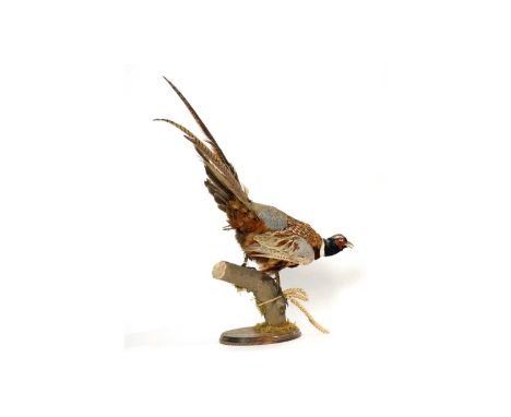 A taxidermy Ring-necked Pheasant (Phasianus colchicus), late 20th Century, modelled perched upon a naturalistic tree stump, o