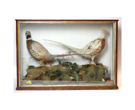 A pair of taxidermy Ring-necked Pheasants (male and female), each modelled standing, in a naturalistic diorama in glazed disp