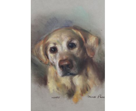 Donald Path, signed pastel drawing, portrait of a dog, (laid on board and sealed), 20ins x 14.5ins 