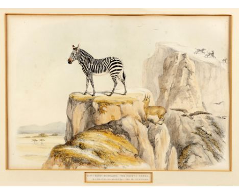 Captain William Cornwallis HarrisXXIV.I. EQUUS MONTANUS. - THE MODERN ZEBRA.II. OREOTRAGUS SALTATRIX.- THE KLIP SPRINGERLondo