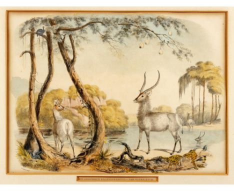 Captain William Cornwallis HarrisXIV. AIGOCERUS ELLIPSIPRYMNUS:-THE WATER BUCKLondon: W Pickering, [1840]Hand coloured lithog