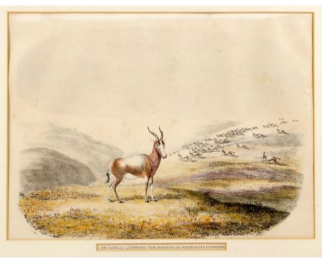 Captain William Cornwallis HarrisXXI.GAZELLA ALBIFRONS.-THE BLESBOK OR WHITE FACED ANTELOPE.London: W Pickering, [1840]Hand c