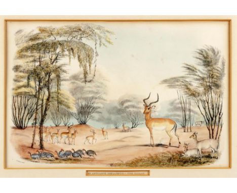 Captain William Cornwallis HarrisXV.ANTILOPE MELAMPUS:-THE PALLAHLondon: W Pickering, [1840]Hand coloured lithograph, foxing,