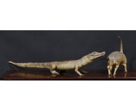 Taxidermy - a caiman, 107cm long; an armadillo, 37cm long (2) 