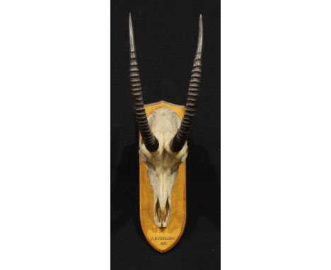 Taxidermy - a sable antelope (Hippotragus niger), oak mount inscribed N.E. RHODESIA 1912, 95cm high 