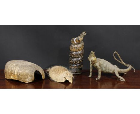 Taxidermy - an iguana, 35.5cm long; a coiled snake, 33cm high; an armadillo shell; another (4) 