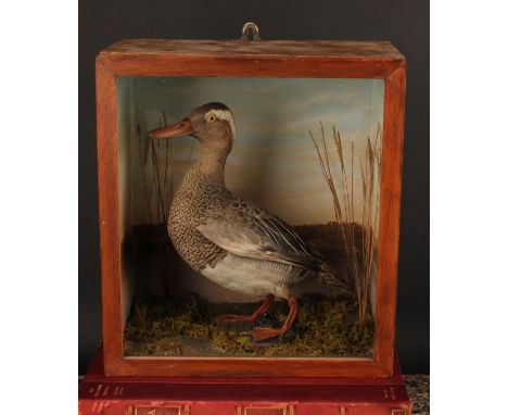 Taxidermy - a garganey duck (Spatula querquedula), naturalistically mounted, cased, 30.5cm high, 27.5cm wide, 16cm deep 