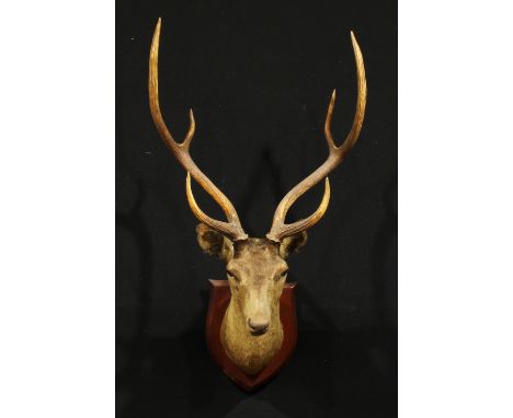 Taxidermy - an Indian chital or spotted deer (Axis axis), the mounted applied with a plaque, MURRAY BROS, TAXIDERMISTS, BOMBA