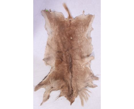 A retro vintage 1970's taxidermy deer skin - hide floor rug ( see illustrations ). Measures: 125 x 75.