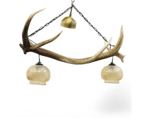 Red stag chandelier, the single antler with two hanging lamps with glass shades, L103cm 