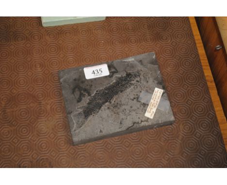 An Osteolepis fossil found on Orkney