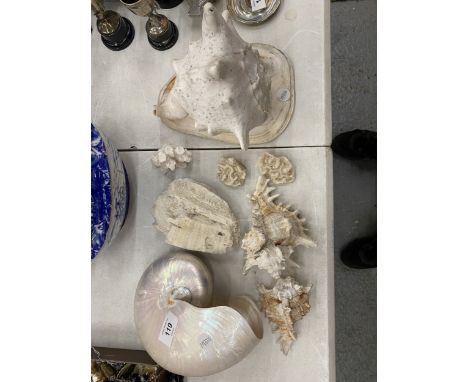 A QUANTITY OF SHELLS TO INCLUDE A QUEEN HELMET CONCH, PEARL NAUTILUS SHELL, ETC.,