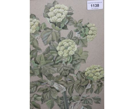 Mary Cusa, two watercolours, botanical studies, 34 x 12cm and 33 x 24cm, together with a modern oil on canvas board, study of