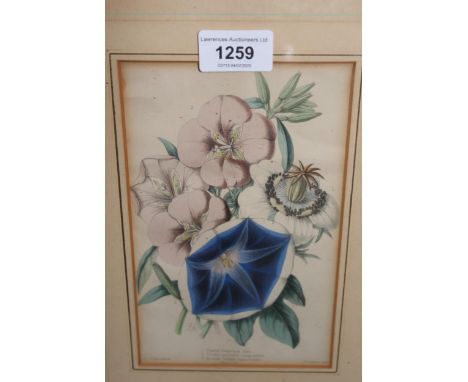 Set of three 19th Century hand coloured botanical engravings after James Andrews, 20cms x 12cms, gilt framed (one glass at fa