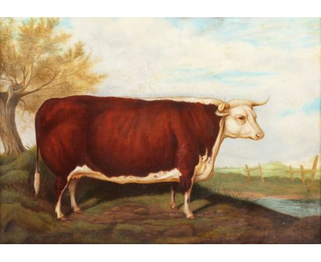 Robert Nightingale - 'Mayfly' (Prize Hereford Bull), 19th century oil on canvas, titled label and provenance letter verso, 26