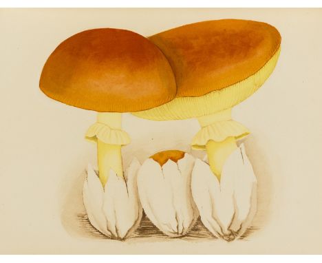 Officina Bodoni.- Wasson (Valentina Pavlona and R. Gordon) Mushrooms Russia and History, 2 vol., number 504 of 512 copies des
