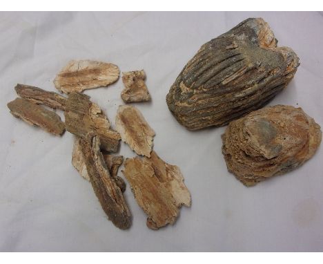 Palaeoloxodon antiquus (A type of Woolly Mammoth) M2 Molar Tooth, these date to around 120,000 years ago, a lovely example fo