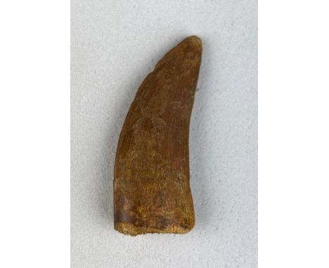 AFRICAN T-REX DINOSAUR TOOTH FOSSIL (CARCHARODONTOSAURUS SAHARICUS)4cm x 1.8cm A large tooth with finely serrated edge of the