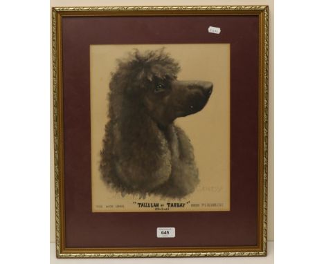 A. Muller (C20th); 'Tallulah of Tarbay Cindy 29-3-66' head and neck portrait of an Irish Water Spaniel, Breeder Dr. E Rickard