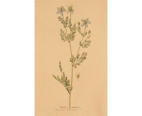   FRANCOIS-NICOLAS MARTINET  1725/31 - 1804  DREI KUPFERSTICHE AUS DER 'HISTORIE NATURELLE DES OISEAUX' UND EINE ZUGABE     K
