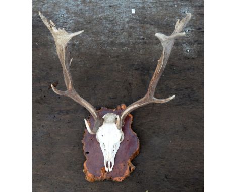 Pair stag antlers with skull mounted on rustic wooden plaque, approximate width 45cm               
