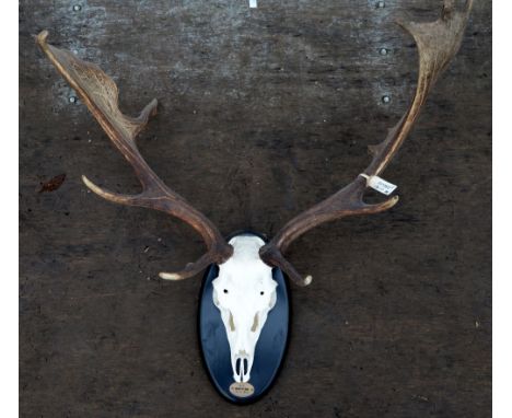Pair of stag antlers with skull mounted on an oval shield, approximate width 75cm               