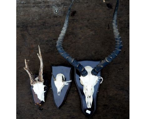 Pair of Impala horns with skull mounted on shield, bearing label for Mochaba, Botswana, approximate width 38cm, right horn 43