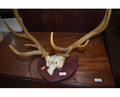 A set of vintage antlers mounted on wood plinth